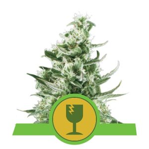 Royal Critical Auto x3 - Royal Queen Seeds