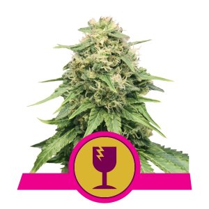Critical x10 - Royal Queen Seeds