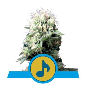 Dance World CBD x3 - Royal Queen Seeds