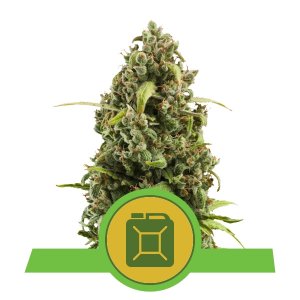 Diesel Auto x1 - Royal Queen Seeds