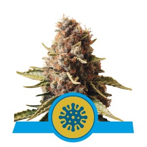 Euphoria x1 CBD - Royal Queen Seeds