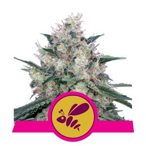 Royal Caramel Fast Version x1 - Royal Queen Seeds