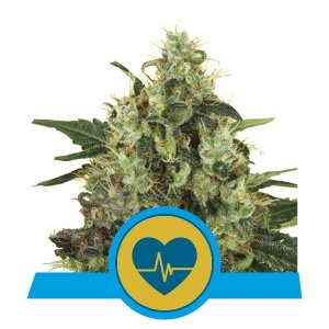Medical Mass CBD x3 – Royal Queen Seeds