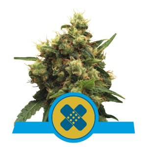 Painkiller XL CBD x3 - Royal Queen Seeds