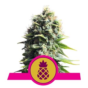 Pineapple Kush x1 - Royal Queen Seeds