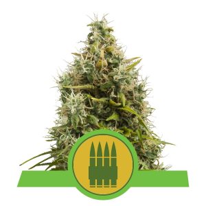 Royal AK Auto x1 - Royal Queen Seeds