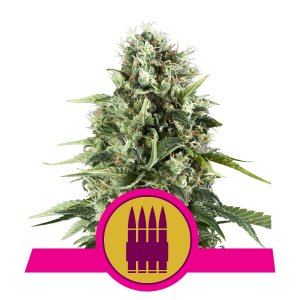Royal AK x3 – Royal Queen Seeds