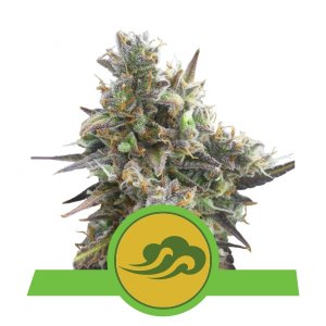 Royal Bluematic Auto x3 - Royal Queen Seeds
