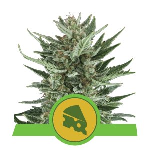 Royal Cheese Auto x3 - Royal Queen Seeds