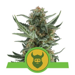 Royal Dwarf Auto x3 - Royal Queen Seeds