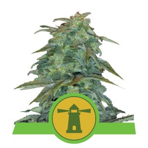 Royal Haze Auto x3 - Royal Queen Seeds