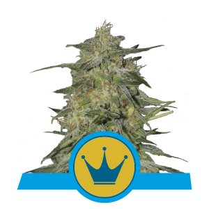 Royal Highness CBD x3 - Royal Queen Seeds