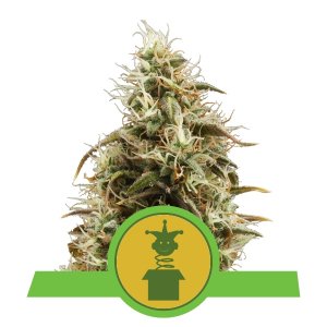 Royal Jack Automatic x1 - Royal Queen Seeds