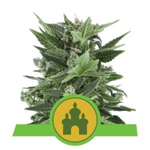 Royal Kush Auto x1 - Royal Queen Seeds