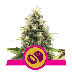 Somango XL x3 - Royal Queen Seeds