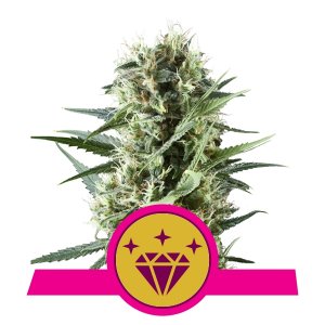 Special Kush #1 x3 - Royal Queen Seeds