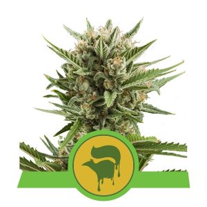 Sweet Skunk Auto x3 - Royal Queen Seeds