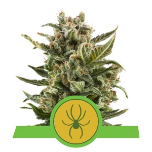 White Widow Auto x3 - Royal Queen Seeds