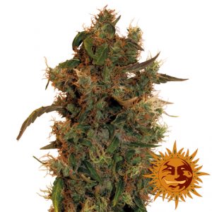 8 Ball Kush x3 - Barney's Farm