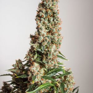 Orange Bud Auto x3 - Dutch Passion
