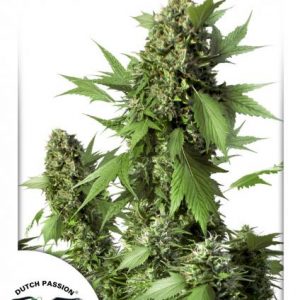 Auto Duck x3 - Dutch Passion