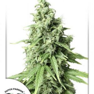 Auto Durban Poison x3 - Dutch Passion