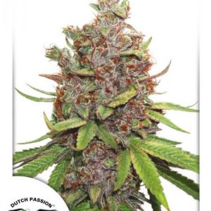 Auto Glueberry OG x3 - Dutch Passion