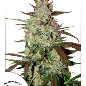Blue Auto Mazar x3 - Dutch Passion