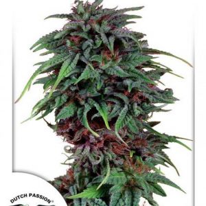 Durban Poison x3 - Dutch Passion