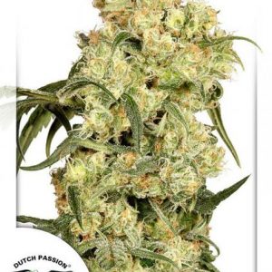 Freddy's Best x3 - Dutch Passion