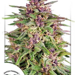 Frisian Dew x3 - Dutch Passion