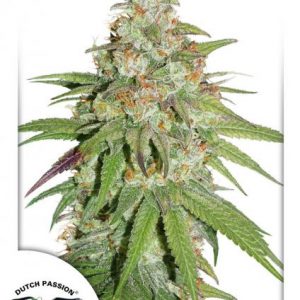 Glueberry OG x3 - Dutch Passion