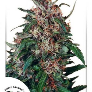 Hollands Hope x3 - Dutch Passion