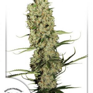 Jorge’s Diamonds #1 x3 - Dutch Passion