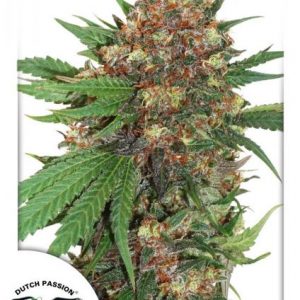 Master Kush x3 - Dutch Passion