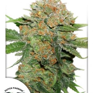 Night Queen x3 - Dutch Passion