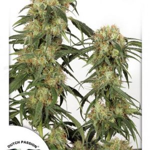 Pamir Gold x3 - Dutch Passion