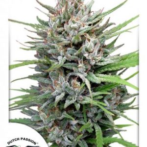 Passion #1 x3 - Dutch Passion