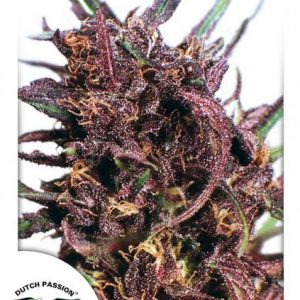 Purple #1 x3 - Dutch Passion