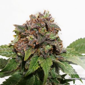 Strawberry Cough x3 - Dutch Passion