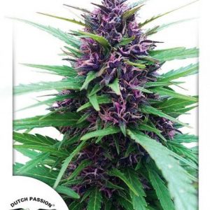 Shaman x3 - Dutch Passion