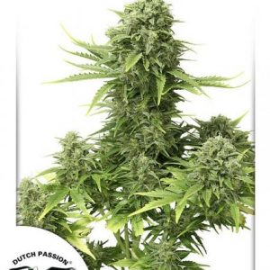 StarRyder Auto x3 - Dutch Passion