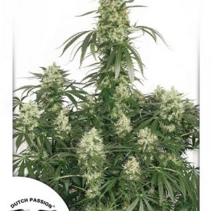 The Ultimate x3 - Dutch Passion