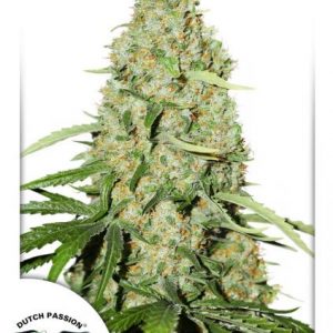 Think Fast x3 - Dutch Passion