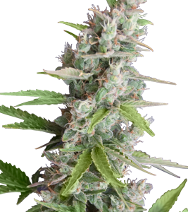 AK Auto x5 - Seedmakers
