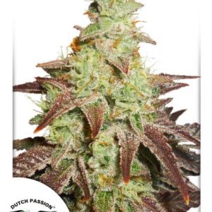 Auto Night Queen x3 - Dutch Passion