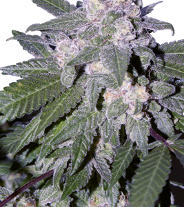 Auto Blue x5 - Seedmakers