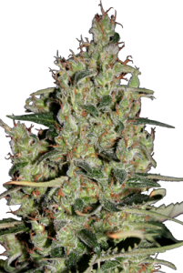 Auto Critical x5 - SeedMakers