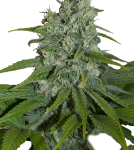 Auto Max x5 - Seedmakers