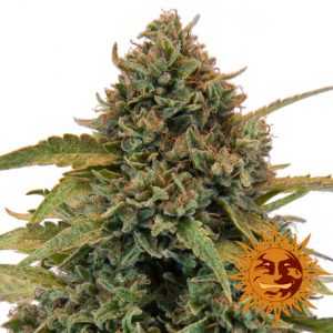 Bad Azz Kush x3 - Barney's Farm